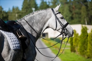 Второй день соревнований в Maxima Stables